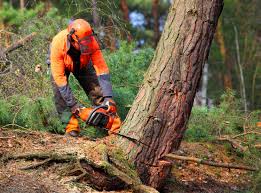 Best Tree and Shrub Care  in Fayetteville, AR